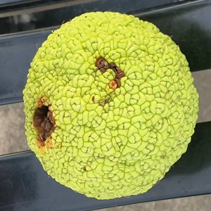 Horse Apple